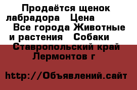 Продаётся щенок лабрадора › Цена ­ 30 000 - Все города Животные и растения » Собаки   . Ставропольский край,Лермонтов г.
